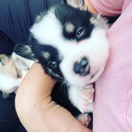 American Corgi, Cardigan Welsh Corgi, and Pembroke Welsh Corgi Puppies from Enok Corgis