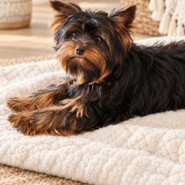 Cole - Black and gold male Yorkshire Terrier puppy in Cleveland, Tennessee from Moody’s Morkies and More AND Southern Charm Precious Paws