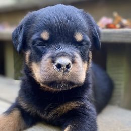Blue: reserved - Jeanine - Black and mahogany Rottweiler puppy in Linthicum, Maryland from Of The Saints Kennels