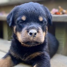 Blue: reserved - Jeanine - Black and mahogany Rottweiler puppy in Linthicum, Maryland from Of The Saints Kennels