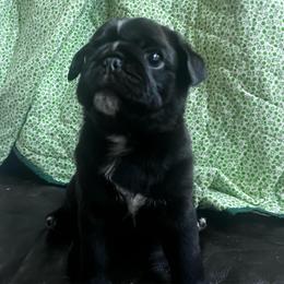 Mister Frodo - Black male Pug puppy in Onalaska, Washington from Cupid’s Pugs