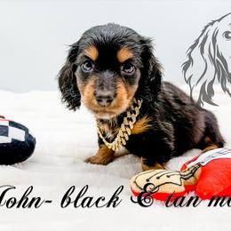 John - Black and tan male Dachshund puppy in Prairieville, Louisiana from Southern Barron Danes & Dachshunds
