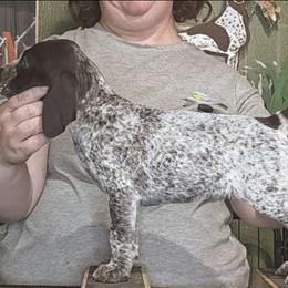 Moor - Liver and white male German Shorthaired Pointer puppy in Kenai, Alaska from LakeHaus Kennels