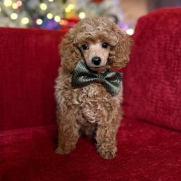 Rhett - Apricot male Poodle puppy in Sperry, Oklahoma from PuppyLove Poodles