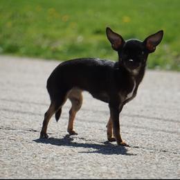 CKC Pepita - Chihuahua
