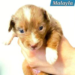 Malayla - Red merle female Miniature Australian Shepherd puppy in Punta Gorda, Florida from Christie's Creekside Aussies