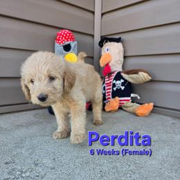 Perdita - Cream female Labradoodle puppy in Genoa City, Wisconsin from Sakura Pups