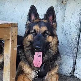 Shadow - German Shepherd