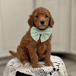 Fluttershy- Teal - Apricot female Goldendoodle puppy in Bay City, Texas from Charming Doods Goldendoodles