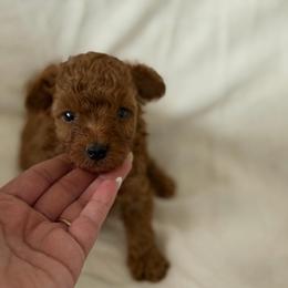 Red male - Red  male Poodle puppy in Montclair, New Jersey from YC Treasures Poodles