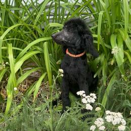 Oliver (Olly) - Black male Poodle puppy in Koosharem, Utah from Karen's Poodles
