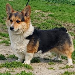Dash - Pembroke Welsh Corgi