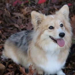 Aurora - American Corgi