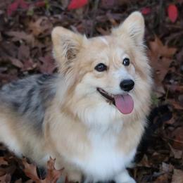 Aurora - American Corgi