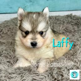 Laffy - Silver female Pomsky puppy in Krum, Texas from Paw-Some Pomskies