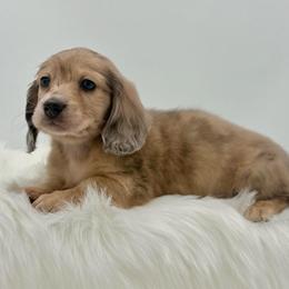Orion - Cream male Dachshund puppy in Litchfield, Illinois from Charmm Dachshunds