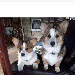 Pembroke Welsh Corgi Puppies from Coyote Creek Corgis