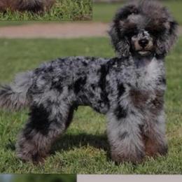 Cyrus - Poodle