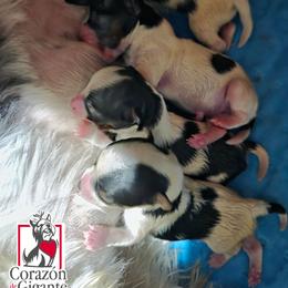 Charlie - Black tan and white male Biewer Terrier puppy in California from Corazon de gigante