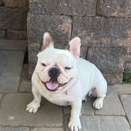 Betty - French Bulldog