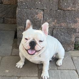 Betty - French Bulldog