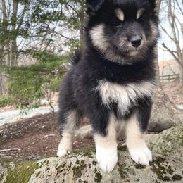 Pomsky Puppies from Blue Ridge Pomsky
