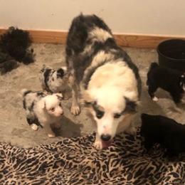 Toy Australian Shepherds from Savannah's Mini and Toy Aussies