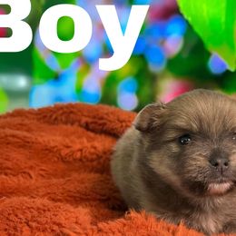 Pomeranians from Pomeranian Puppy Love