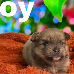 Pomeranians from Pomeranian Puppy Love