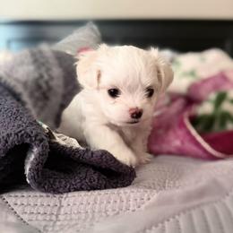 LITTLE BROWN - White male Maltese puppy in Victoville, California from T&C Maltese