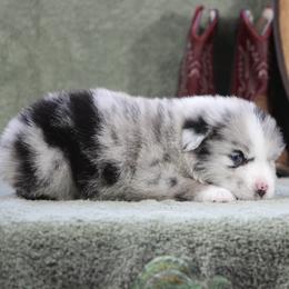 Brooklyn - Blue merle female Miniature Australian Shepherd puppy in Quapaw, Oklahoma from Rocky Hill Aussies