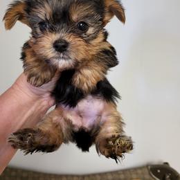 Yorkshire Terrier Puppies from Glitter And Glitz Yorkies