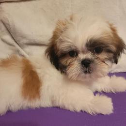 Levi - Red and white male Shih Tzu puppy in Parma, Ohio from D's DeVine Shih-Tzu