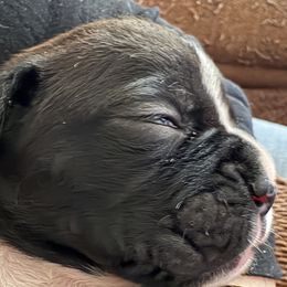 Baby Skye - Brindle female Boxer puppy in West Salem, Ohio from KCF Boxers