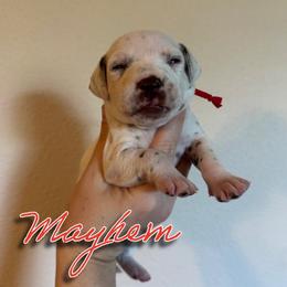 Mayhem - White and liver brown female Dalmatian puppy in Mount Vernon, Missouri from Spots & Spirals