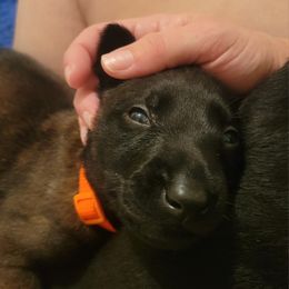 Belgian Malinois Puppies from Faubion Malinois