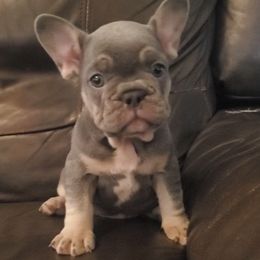 Ivan - Tricolors male French Bulldog puppy in Stockton, Missouri from Willis Family Frenchies