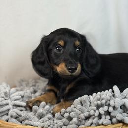 Long hair - 2150 - Black and tan male Dachshund puppy in Nashville, Arkansas from Whisenhunt Farms