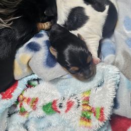 Yorkshire Terrier Puppies from Sonshine Yorkies