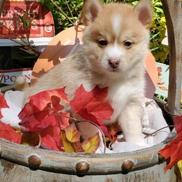 Boy 1 - Siberian Husky puppy in Gloucester, Virginia from Roaring Springs Pomsky