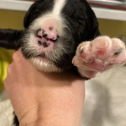 Sheepadoodle Puppies from Sunflower Family Farms