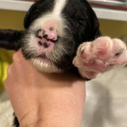 Sheepadoodle Puppies from Sunflower Family Farms
