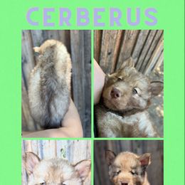 Boy 1 - Siberian Husky puppy in Washington from Soulful Heart Siberians