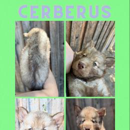 Boy 1 - Siberian Husky puppy in Washington from Soulful Heart Siberians