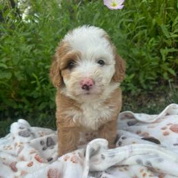 Clover - Red female Bernedoodle puppy in Temecula, California from Country Hills Doodles