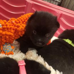 Captain - Black male Schipperke puppy in Grants Pass, Oregon from Walking Hart Schipperkes