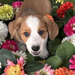 Arrow - Red and white Cardigan Welsh Corgi puppy in Columbia, South Carolina from Luxe Cardigan Welsh Corgis
