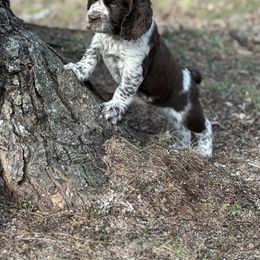English Springer Spaniel Puppies from Murphy Farms