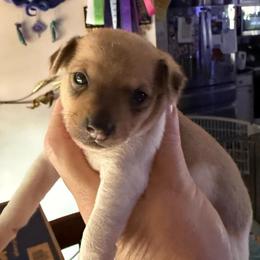 Chloe Pup 2 - White and tan male Toy Fox Terrier puppy in Clermont, Florida from Debbie Hiles's Toy Fox Terriers