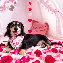 Patsy - Dachshund